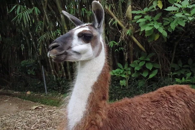 Lama photographié pour illustrer une animation évènementielle avec animal