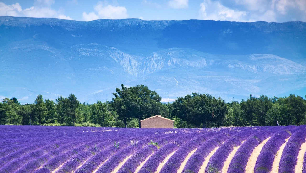 Les champs de lavande du plateau de Valensole